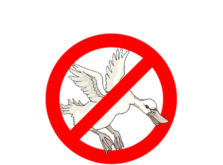Nadruk Fuck the duck - Przód
